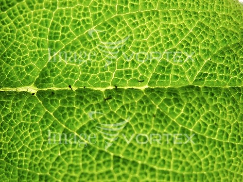 Background / texture royalty free stock image #556379836