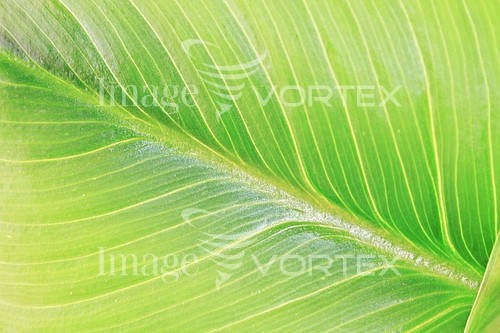 Background / texture royalty free stock image #556483931