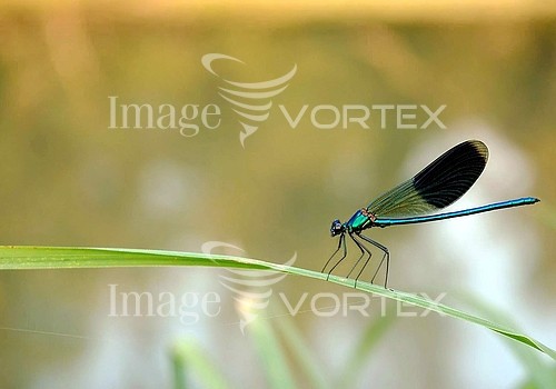 Insect / spider royalty free stock image #556886467