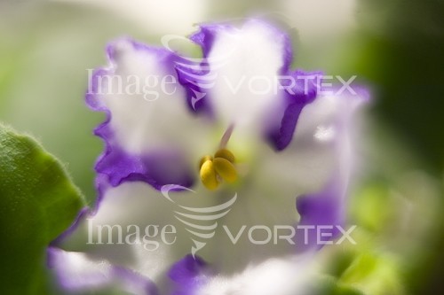Flower royalty free stock image #560686954