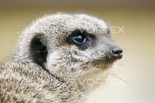 Animal / wildlife royalty free stock image #562710522