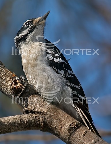 Bird royalty free stock image #563771048