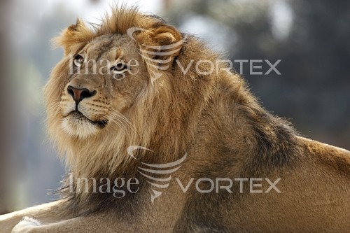 Animal / wildlife royalty free stock image #564966042