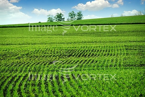 Industry / agriculture royalty free stock image #567825360