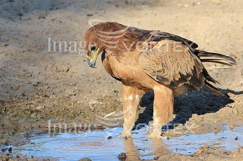 Bird royalty free stock image #567600261