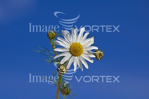 Flower royalty free stock image #568046200