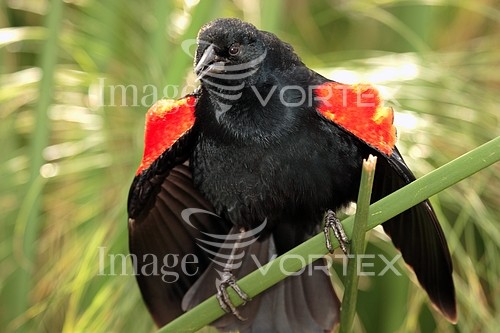 Bird royalty free stock image #569392314