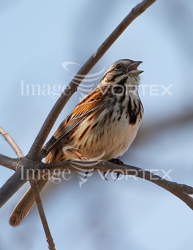 Bird royalty free stock image #569391606