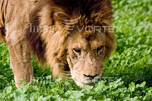 Animal / wildlife royalty free stock image #571181693