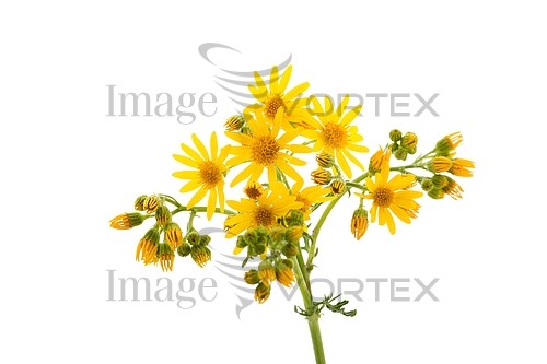 Flower royalty free stock image #571163094