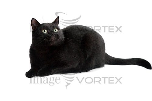 Pet / cat / dog royalty free stock image #572703521