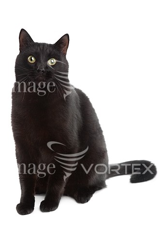 Pet / cat / dog royalty free stock image #572711696