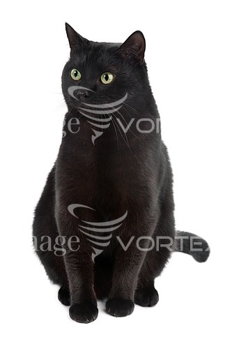 Pet / cat / dog royalty free stock image #572721167