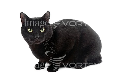 Pet / cat / dog royalty free stock image #572733261