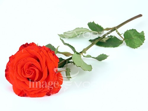 Flower royalty free stock image #574582092