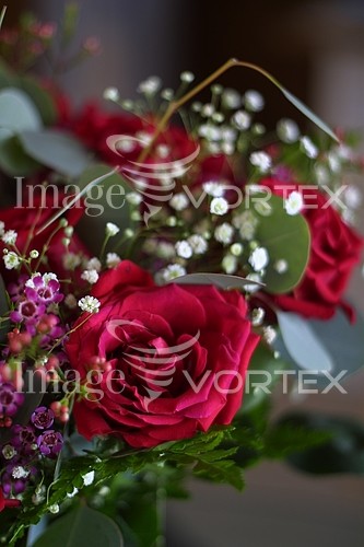 Flower royalty free stock image #576747289