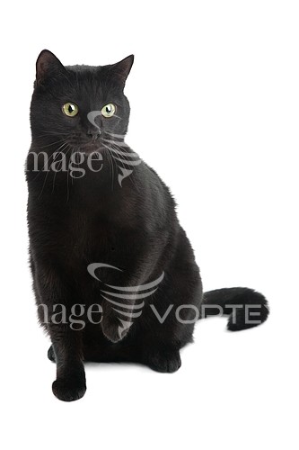 Pet / cat / dog royalty free stock image #577186513