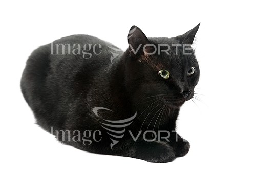 Pet / cat / dog royalty free stock image #577192626