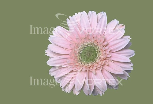 Flower royalty free stock image #578894541