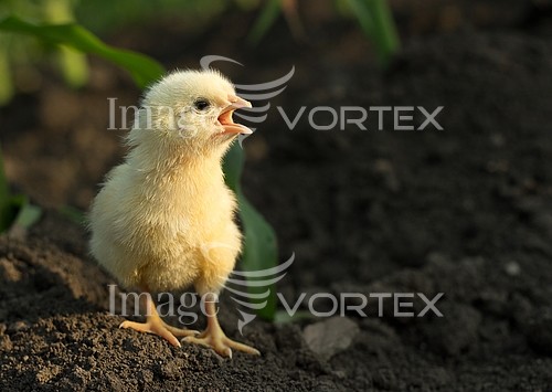 Industry / agriculture royalty free stock image #580500088