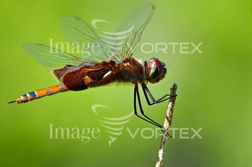 Insect / spider royalty free stock image #581107190