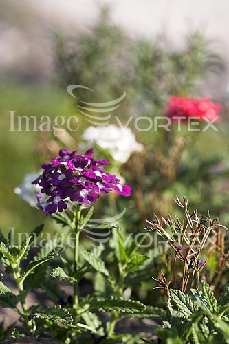 Flower royalty free stock image #582859898