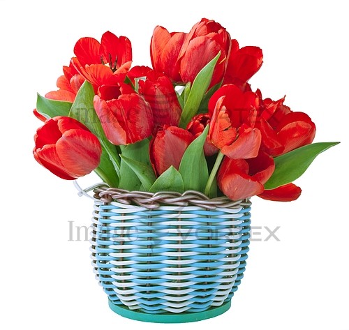 Flower royalty free stock image #586577794