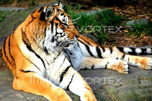 Animal / wildlife royalty free stock image #586370388