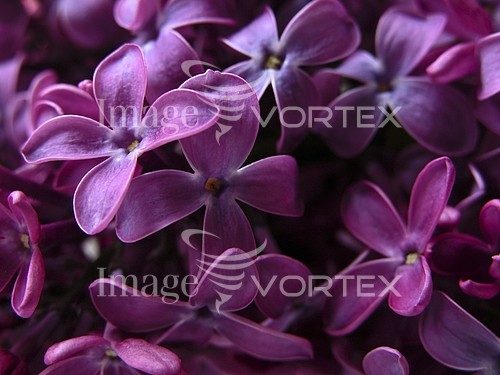 Flower royalty free stock image #588888564