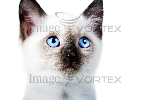 Pet / cat / dog royalty free stock image #588930934