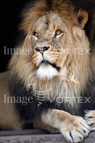 Animal / wildlife royalty free stock image #591238378