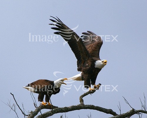 Bird royalty free stock image #593961066