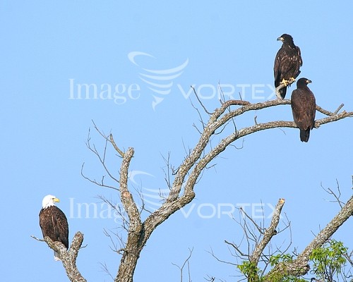 Bird royalty free stock image #594636150