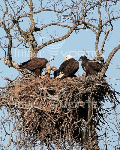 Bird royalty free stock image #594522574