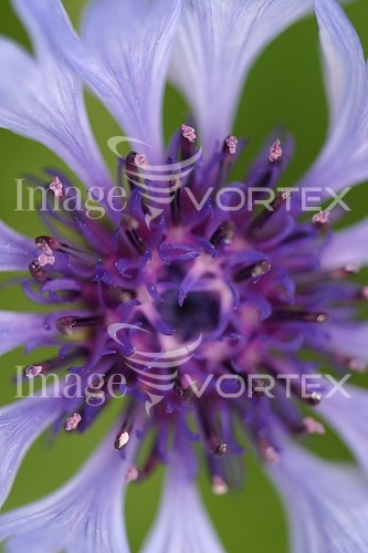 Flower royalty free stock image #594084350