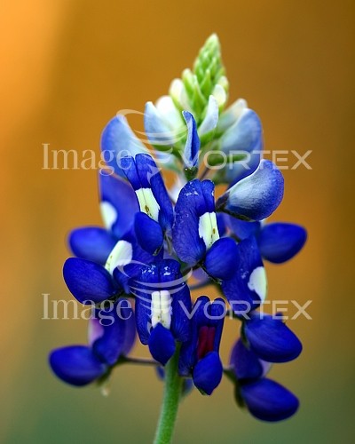 Flower royalty free stock image #595053958