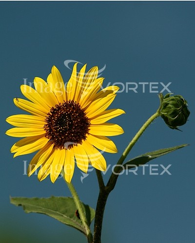 Flower royalty free stock image #596421680