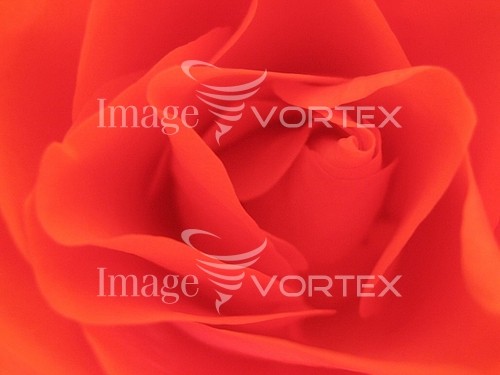 Flower royalty free stock image #597340385