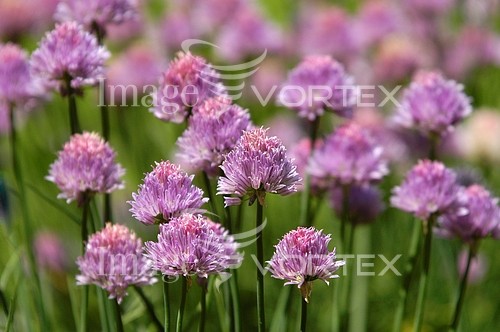 Flower royalty free stock image #598849047