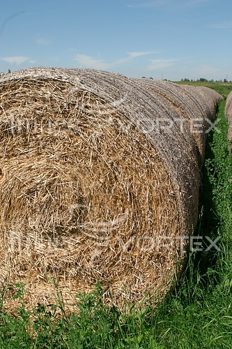 Industry / agriculture royalty free stock image #598927474