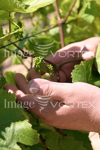 Industry / agriculture royalty free stock image #598314462