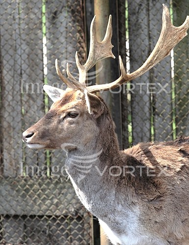Animal / wildlife royalty free stock image #599692082