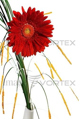 Flower royalty free stock image #599025619