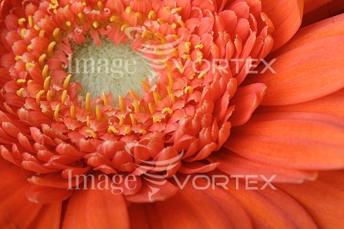 Flower royalty free stock image #600239807