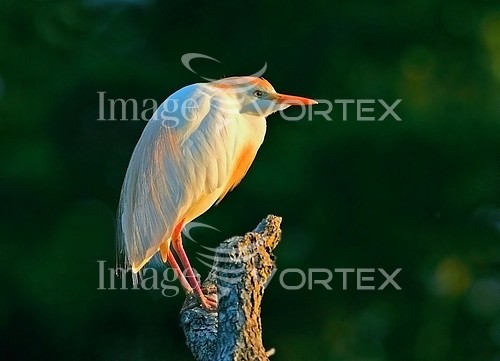 Bird royalty free stock image #601462914