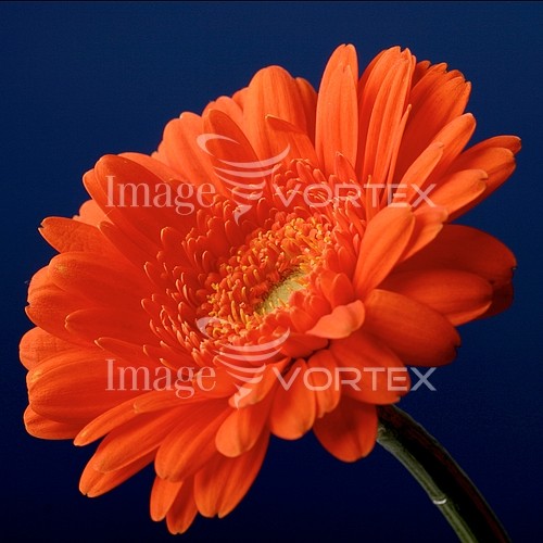 Flower royalty free stock image #601120039