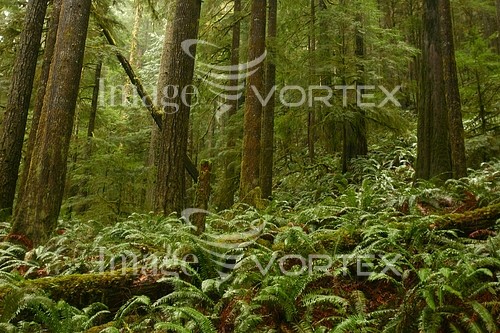 Nature / landscape royalty free stock image #603342269