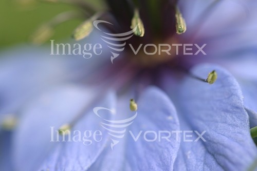 Flower royalty free stock image #604041132