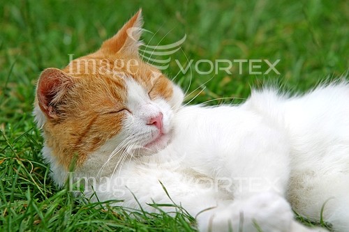 Pet / cat / dog royalty free stock image #605259905