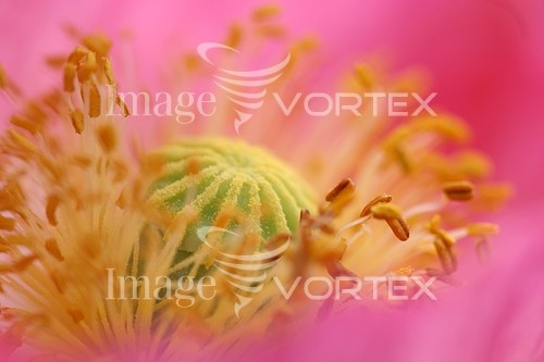 Flower royalty free stock image #608206608